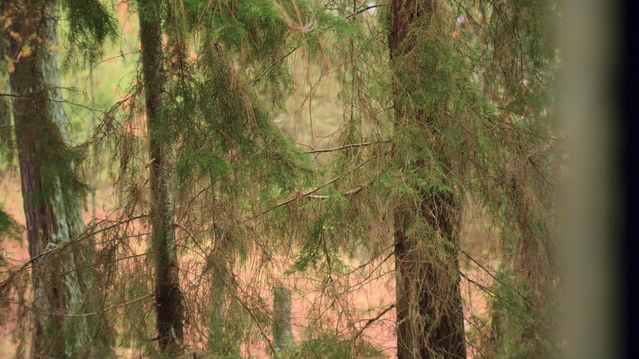 forest — licensed preview media